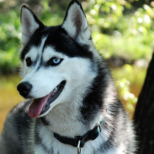 Husky