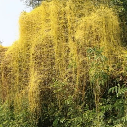 Dodder vine plant