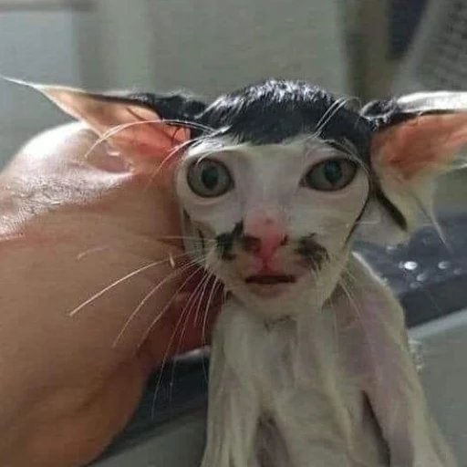 cat bathing