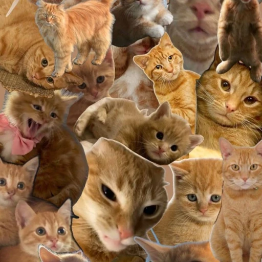 ☀❂Task Force Cats 141❂☀