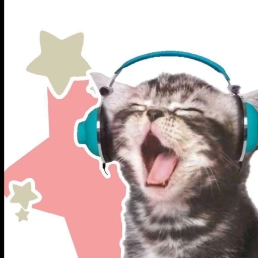 Konig! [streamer bf]