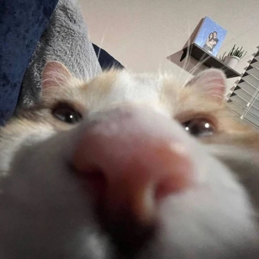 Pets