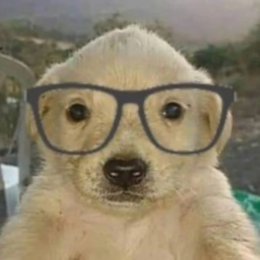 Psychologist dog