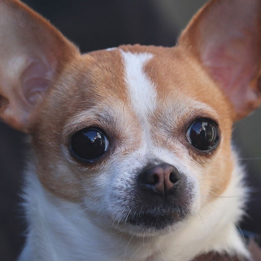 Chihuahua of the future