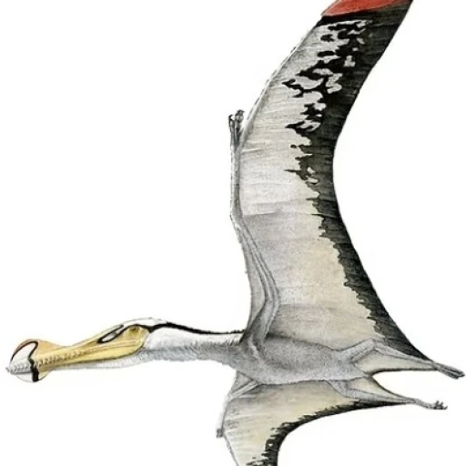 anhangueras