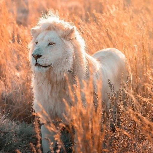 Kiros (Pride leader)