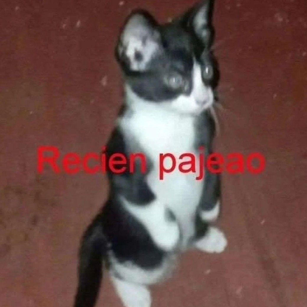 GatoconalguntrastornoXD