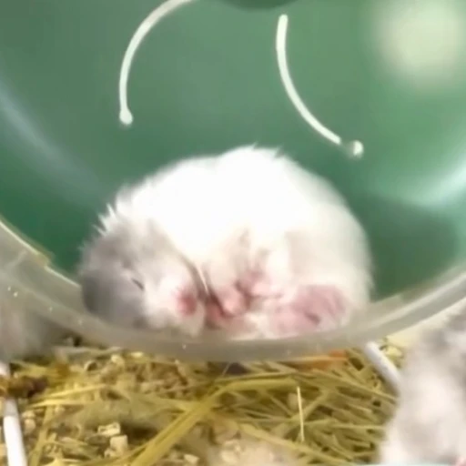 my favorite hamster