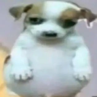 Chubby puppy