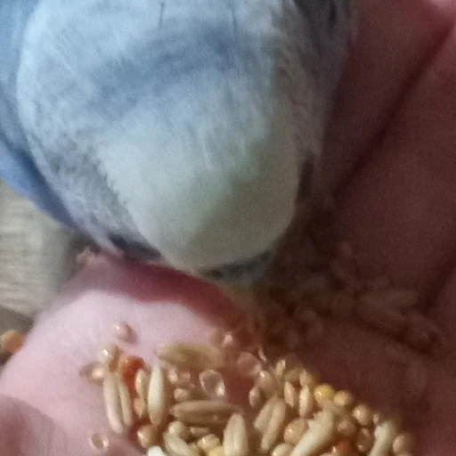 Parrot Gigi 1