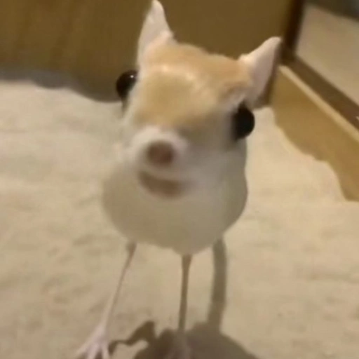 Jerboa