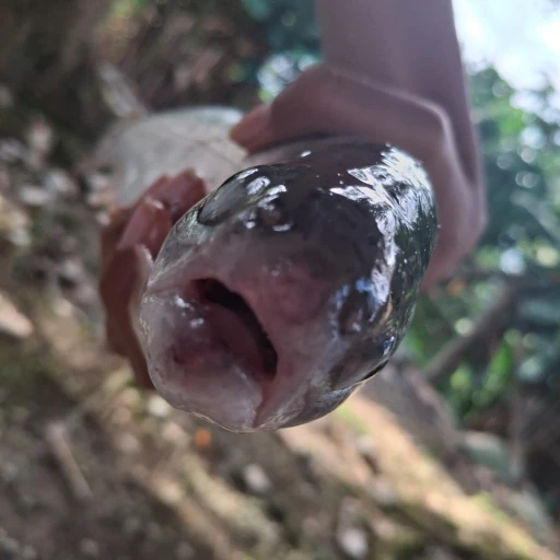 fish flirts with you