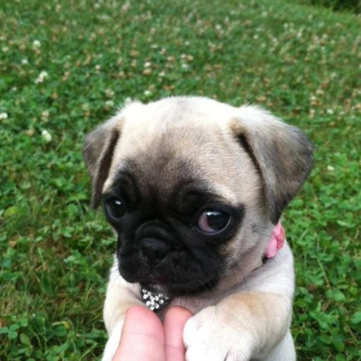 puppy pug