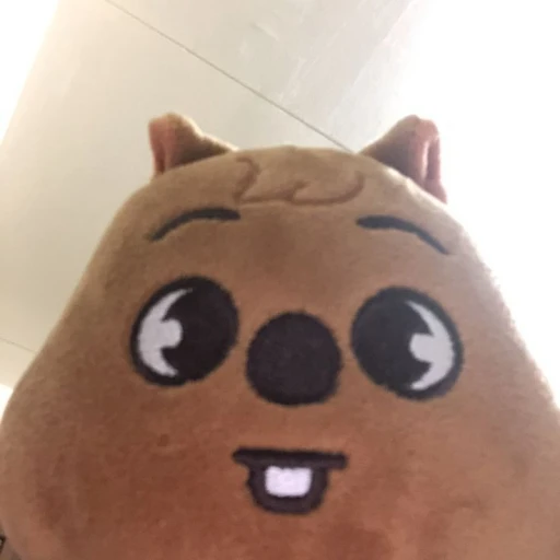 ✦ 𝘘uokk𝚊! ᰔ