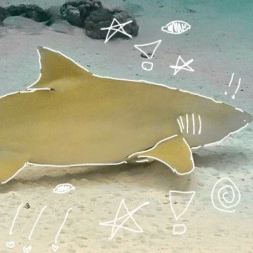 Lemon Shark