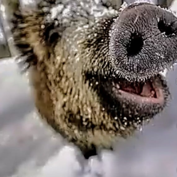 A cheerful little pig.