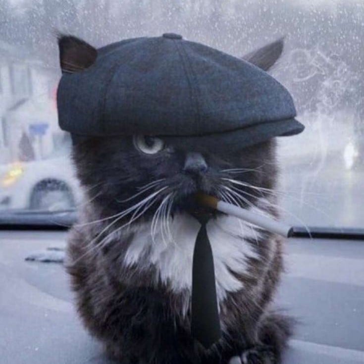 Fine Cat
