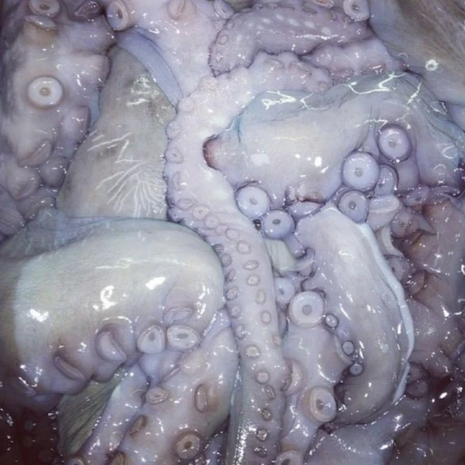 Octopus