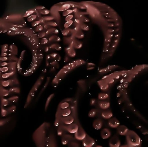 ꒷ Tentacle 𓈒 𓏸