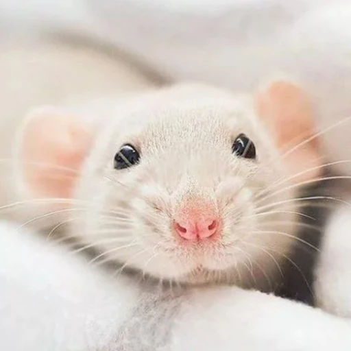 little rat