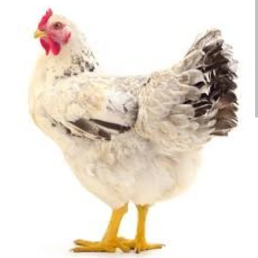 Hen