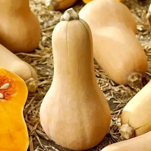Pumpkin 😃