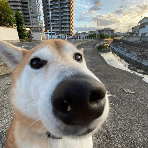 doggie
