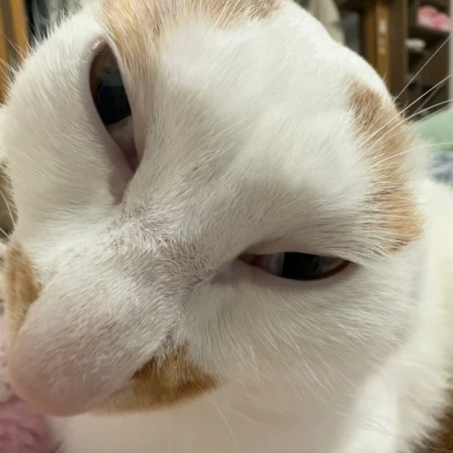 lucky cat