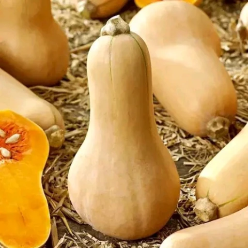 Pumpkin
