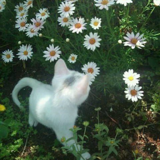 °`Sasha`°