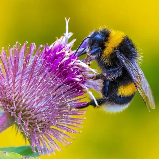 bumblebee