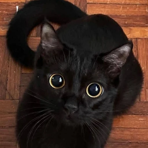 Black cat