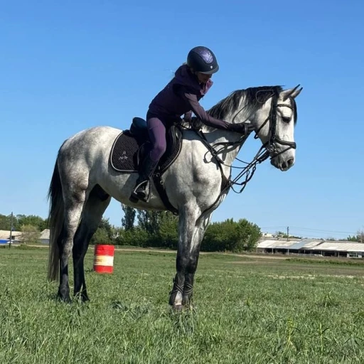 stallion