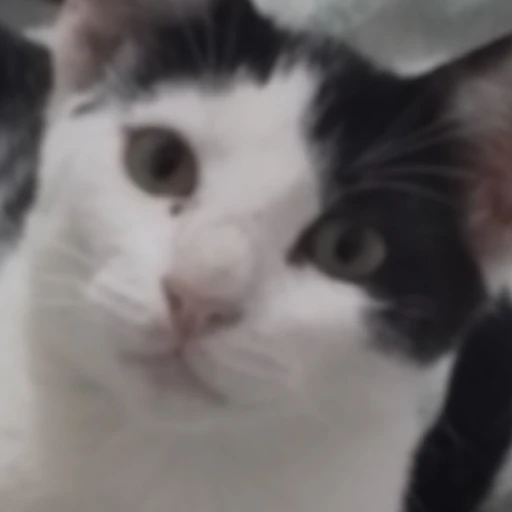 Jana, cat or patataking