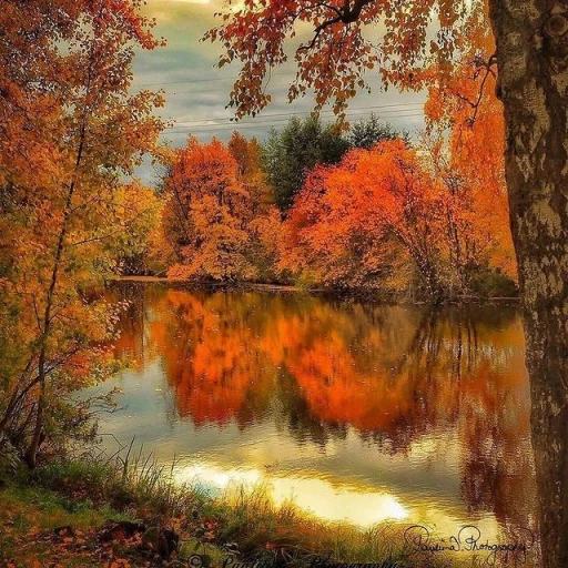 |•| Autumn Leaves, a furry world. |•|