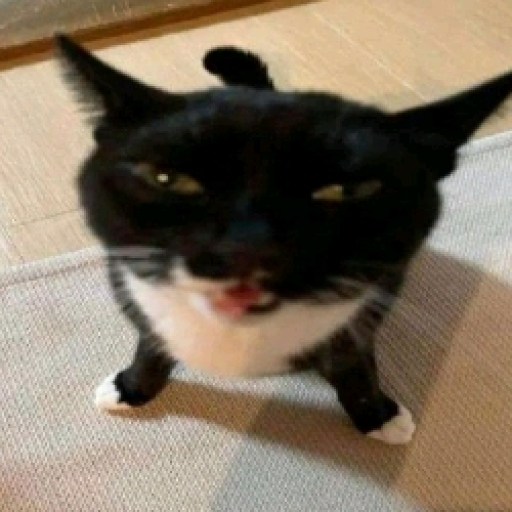 Your buddy, the cat 🔥🔥👀💀 (me)