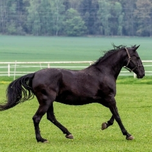 shadow