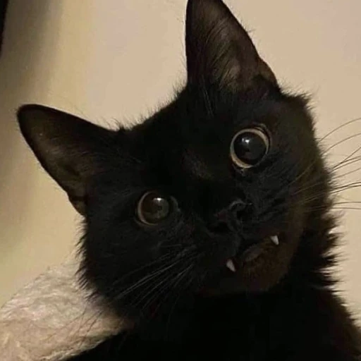 Black kitten
