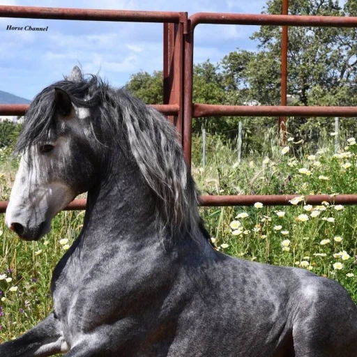 stallion