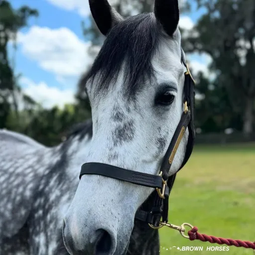 stallion