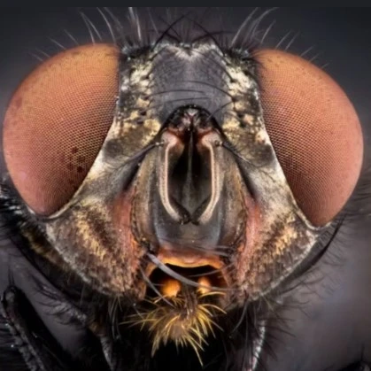 Fly