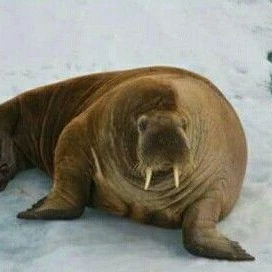Walrus Valera✨