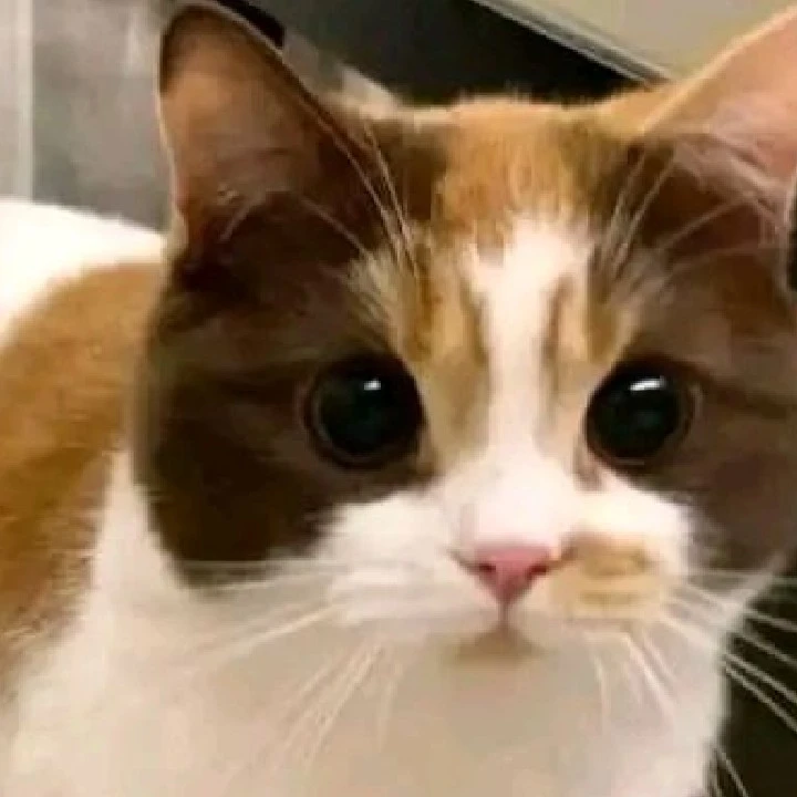 Haru
