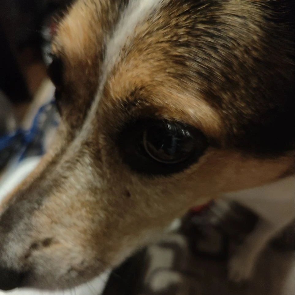 Jessie