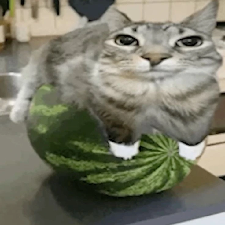 cat in watermelon
