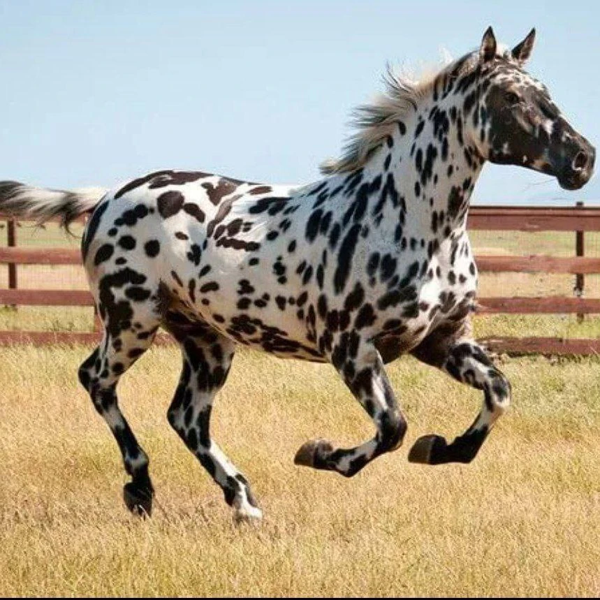 stallion