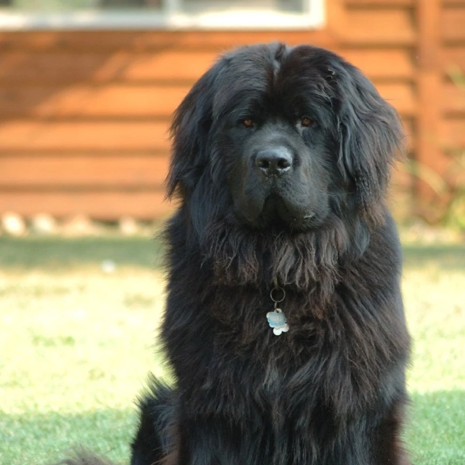 shadow big dog