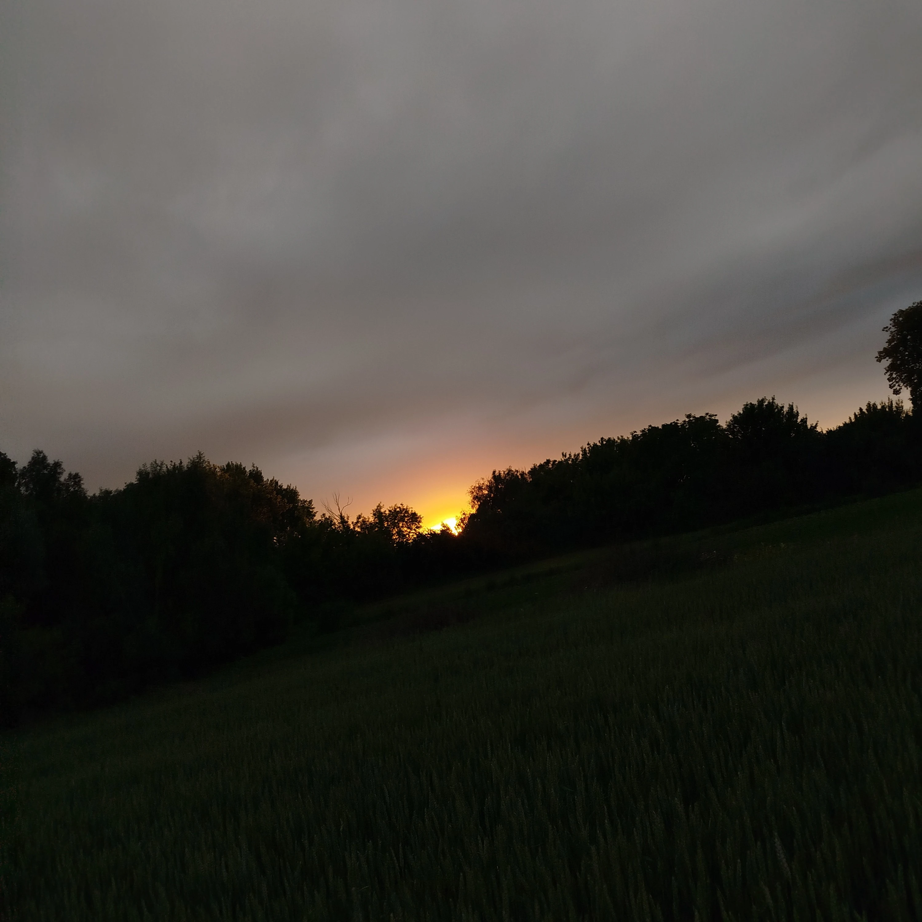 Danya