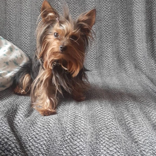 Max
