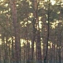 bush